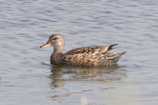 Boz Ördek Yayılışı Boz Ördek Yayılışı