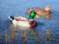 Yaban Ördeğinin Tüylerinin Özellikleri Yaban Ördeğinin Tüylerinin Özellikleri