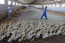 Ördek Yetiştiriciliği Nedir ve Nasıl Yapılır? Ördek Yetiştiriciliği Nedir ve Nasıl Yapılır?