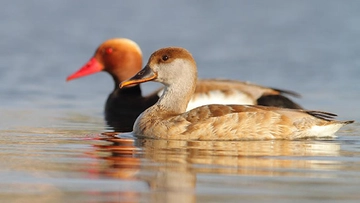 Macar Ördeği Türleri ve Özellikleri Macar Ördeği Türleri ve Özellikleri