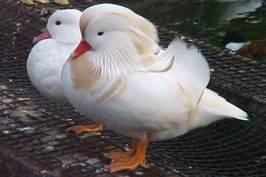 Mandarin Ördeği Yumurtası Kullanımı ve Faydaları Nelerdir?