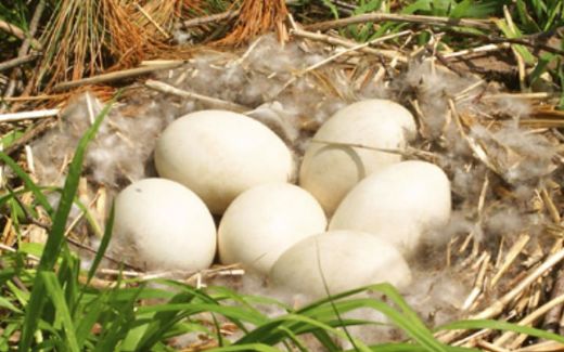 Ördek Yumurtası Faydaları
