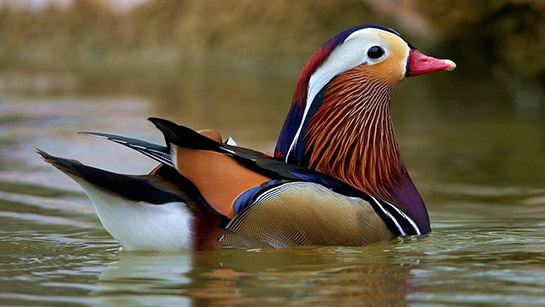 Mandarin Ördeği Türleri ve Özellikleri