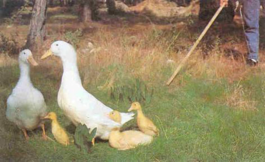 Ördek Yumurtası Kaç Günde Çıkar